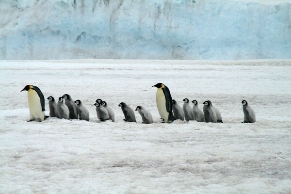 pingwiny często kojarzone z linuxem